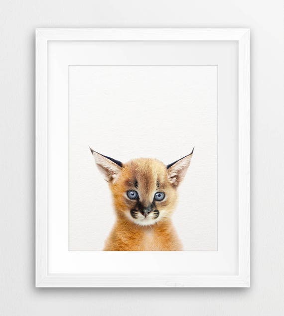 Caracal Print, Baby Caracal Wall Art, Safari African Animals