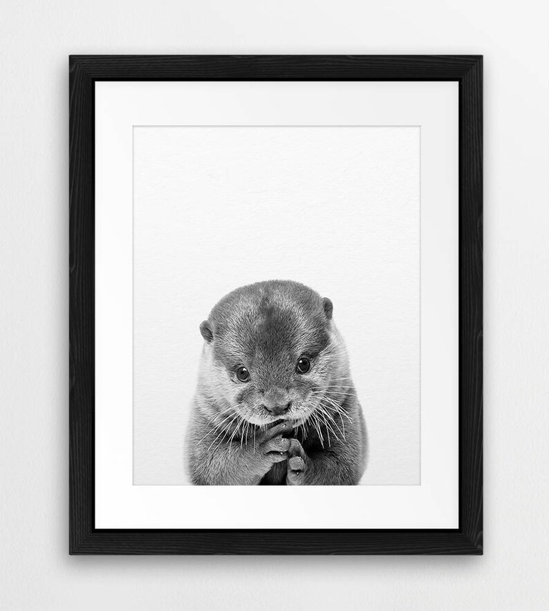 May include: A black and white photograph of a cute otter with its paws clasped together, looking directly at the camera.
