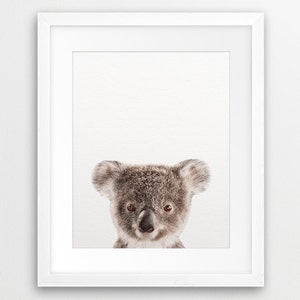 May include: A close-up portrait of a koala bear with brown fur and large, dark eyes. The koala is looking directly at the camera with a curious expression.