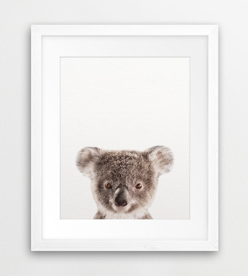 May include: A close-up portrait of a koala bear with brown fur and large, dark eyes. The koala is looking directly at the camera with a curious expression.