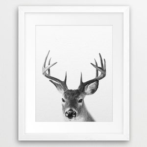 Impresión de ciervos, fotografía de ciervos en blanco y negro, animales de bosques, impresión de astas, arte moderno de la pared, arte de la pared del vivero, decoración del hogar, arte imprimible