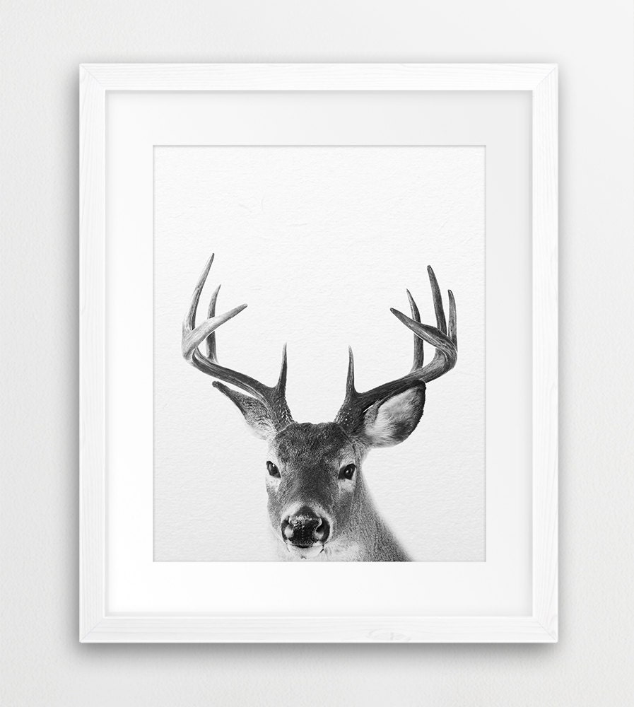 Deer Wall Art Deer Picture Buck Deer Art Deer Photography Deer Love Deer Print Whitetail Deer Print Animal Photography Deer