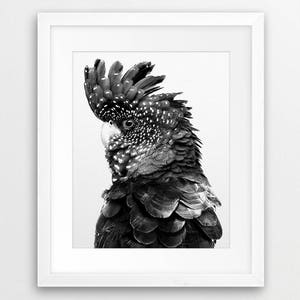 K&ouml;nnte beinhalten: Schwarzwei&szlig;foto eines schwarzen Kakadus mit wei&szlig;em Kamm. Der Vogel schaut nach links aus dem Bild.