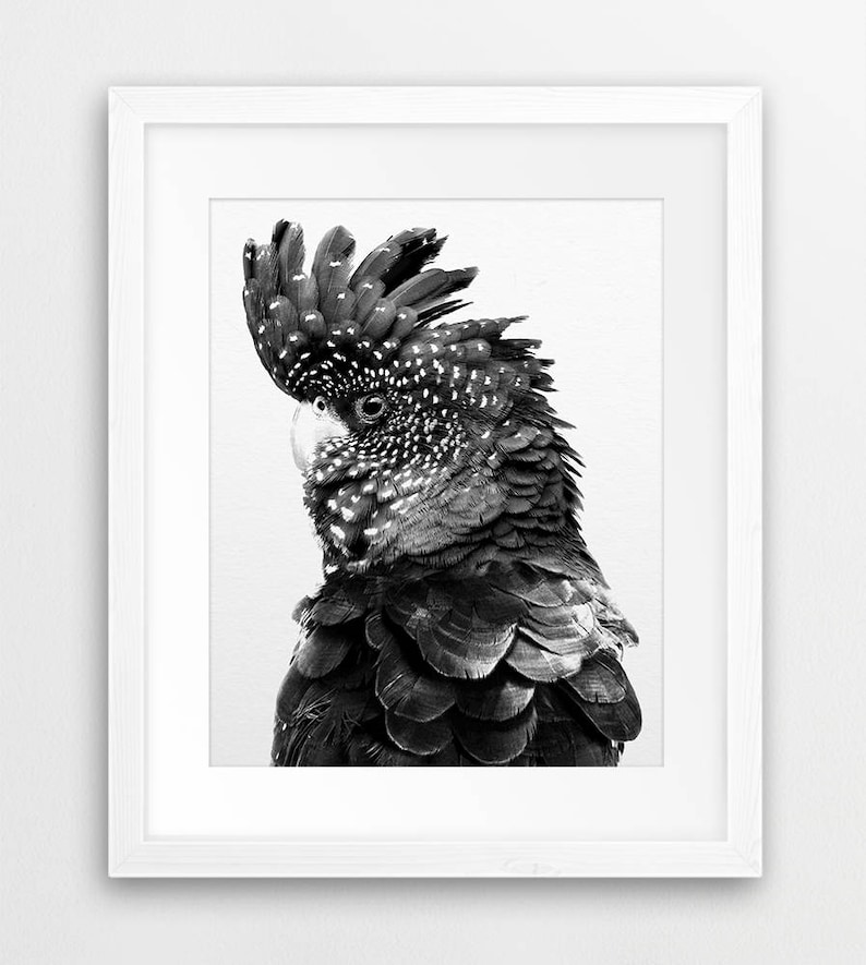 K&ouml;nnte beinhalten: Schwarzwei&szlig;foto eines schwarzen Kakadus mit wei&szlig;em Kamm. Der Vogel schaut nach links aus dem Bild.