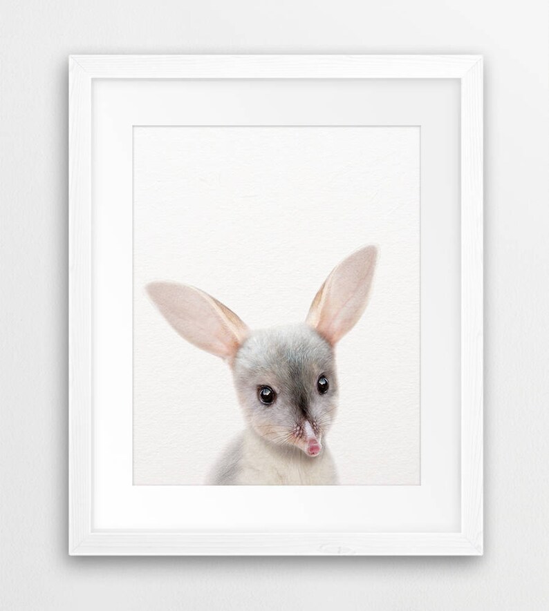 Baby Bilby Print Nursery Decor Australian Animals Art Bilby Etsy