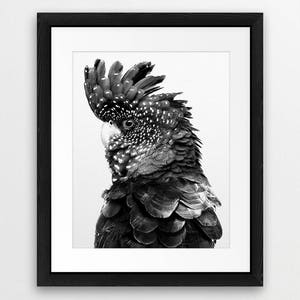 K&ouml;nnte beinhalten: Schwarzwei&szlig;foto eines schwarzen Kakadus mit wei&szlig;em Kamm. Der Vogel blickt nach rechts und sein Kopf ist leicht nach links geneigt. Der Kakadu hat ein geflecktes Muster auf seinen Federn.