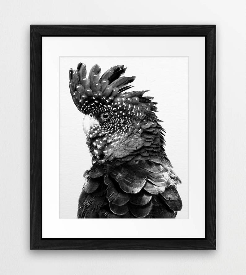 K&ouml;nnte beinhalten: Schwarzwei&szlig;foto eines schwarzen Kakadus mit wei&szlig;em Kamm. Der Vogel blickt nach rechts und sein Kopf ist leicht nach links geneigt. Der Kakadu hat ein geflecktes Muster auf seinen Federn.