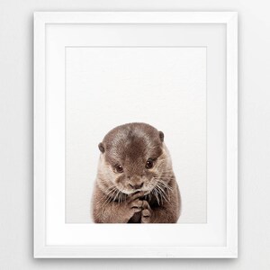 May include: A close-up of a brown and gray otter with a white background. The otter is looking at the camera with its paws clasped together in front of its chest.