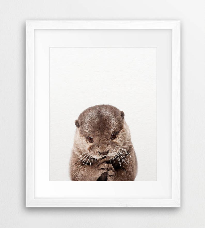 May include: A close-up of a brown and gray otter with a white background. The otter is looking at the camera with its paws clasped together in front of its chest.