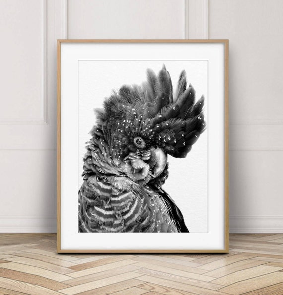 Black Cockatoo Print, Parrot Wall Art, Australian Bird, Red Tailed Black Cockatoo, Black & White, Nursery Decor, Living Room, Printable Art