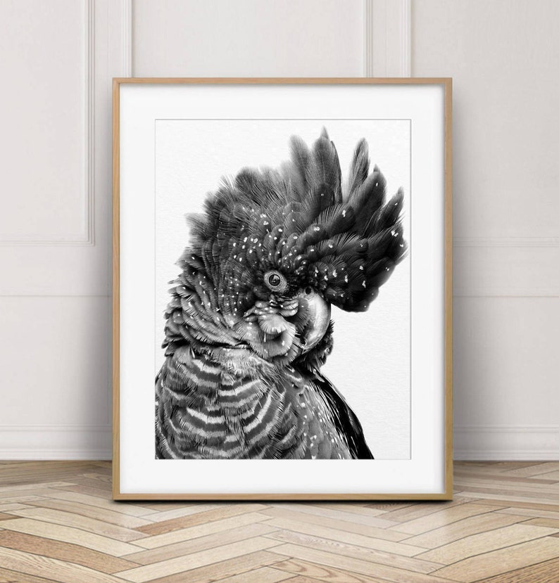 May include: Black and white photograph of a black cockatoo with a white crest. The bird is looking to the left of the frame and has a speckled appearance.