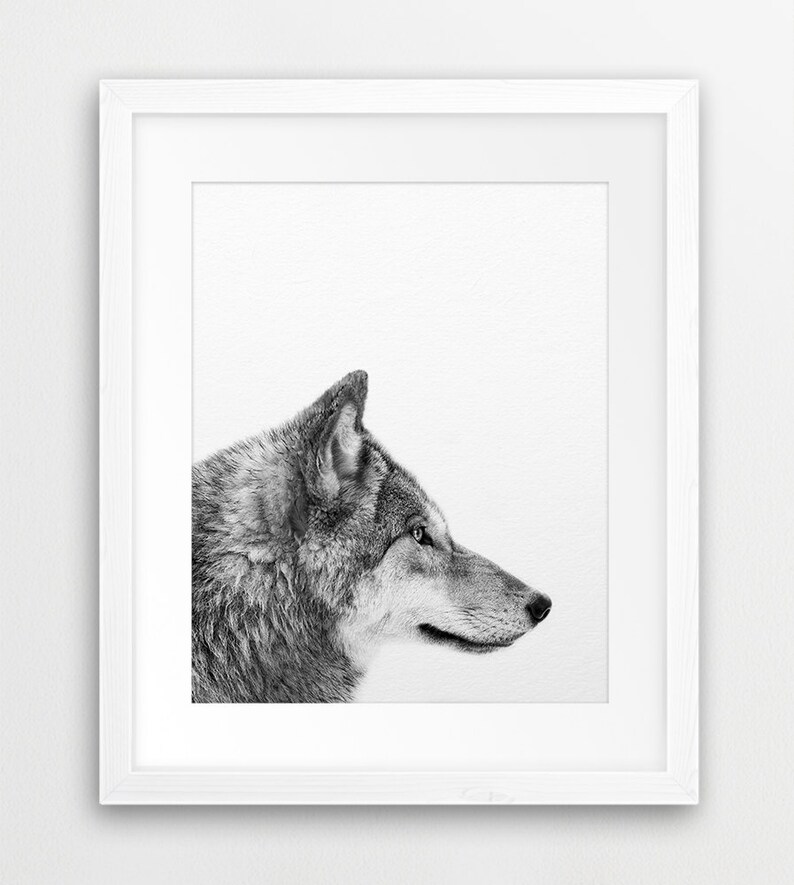 May include: A black and white photograph of a wolf's head and neck, looking to the right. The wolf is in profile, with its fur visible. The background is white.