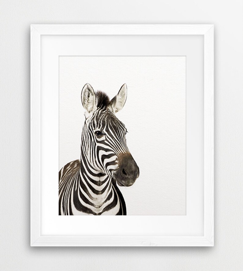 Zebra Print, Zebra Photo, Safari Animal Prints, Nursery Wall Art, African Animals, Modern Wall Art, Safari Nursery Decor, Kids Printable Art image 2