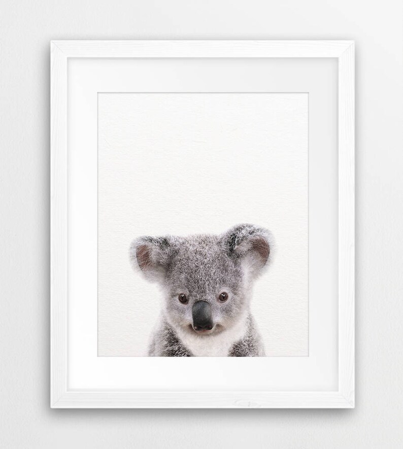 May include: A close-up portrait of a cute koala bear with soft, gray fur and big, black eyes. The koala is looking directly at the camera with a sweet expression.