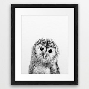 May include: A black and white photograph of an owl with large, round eyes. The owl is looking directly at the camera with a curious expression.