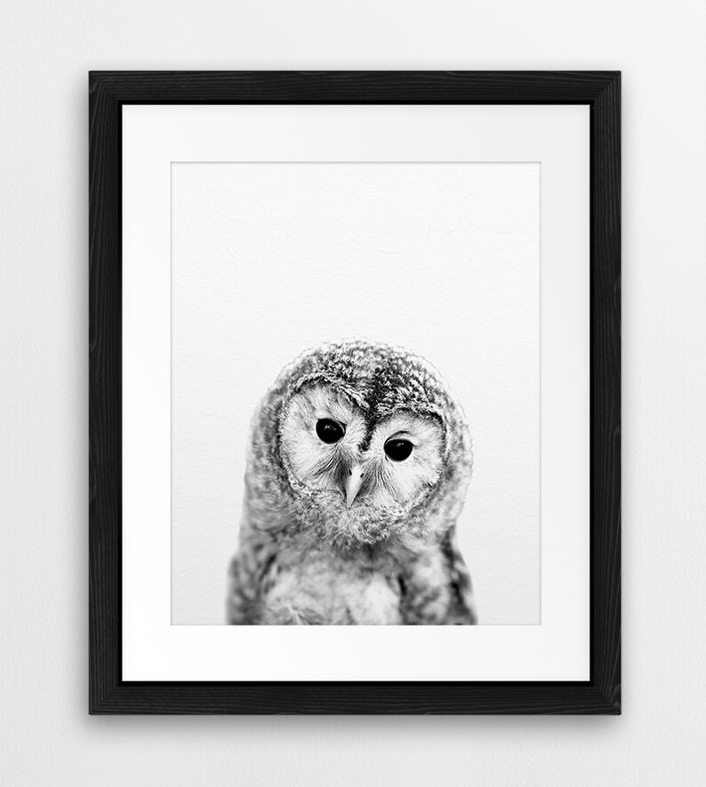 May include: A black and white photograph of an owl with large, round eyes. The owl is looking directly at the camera with a curious expression.