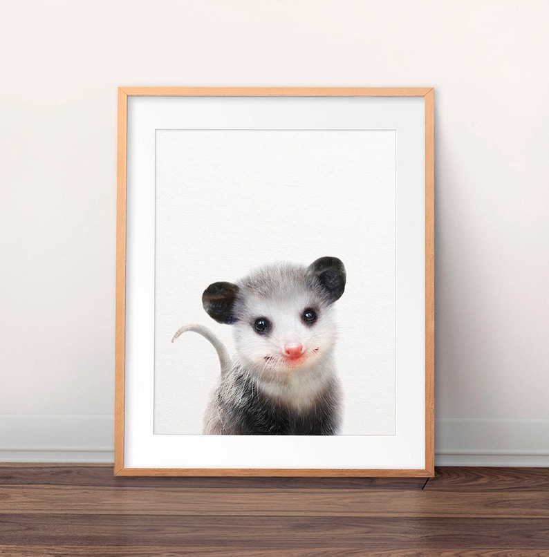 Nursery Wall Art Opossum Print Baby Animal Prints Woodland | Etsy