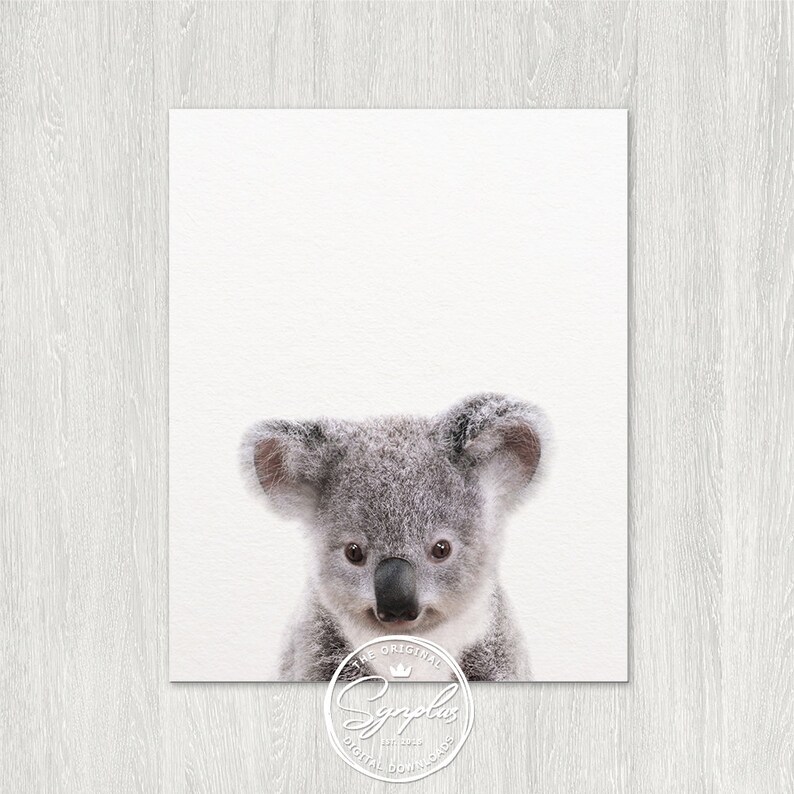 May include: A close-up of a koala bear with gray fur and large, black eyes. The koala is looking directly at the camera with a curious expression. The background is a plain white.