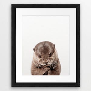 May include: A brown and gray otter with a white background. The otter is looking at the camera with its paws clasped together.