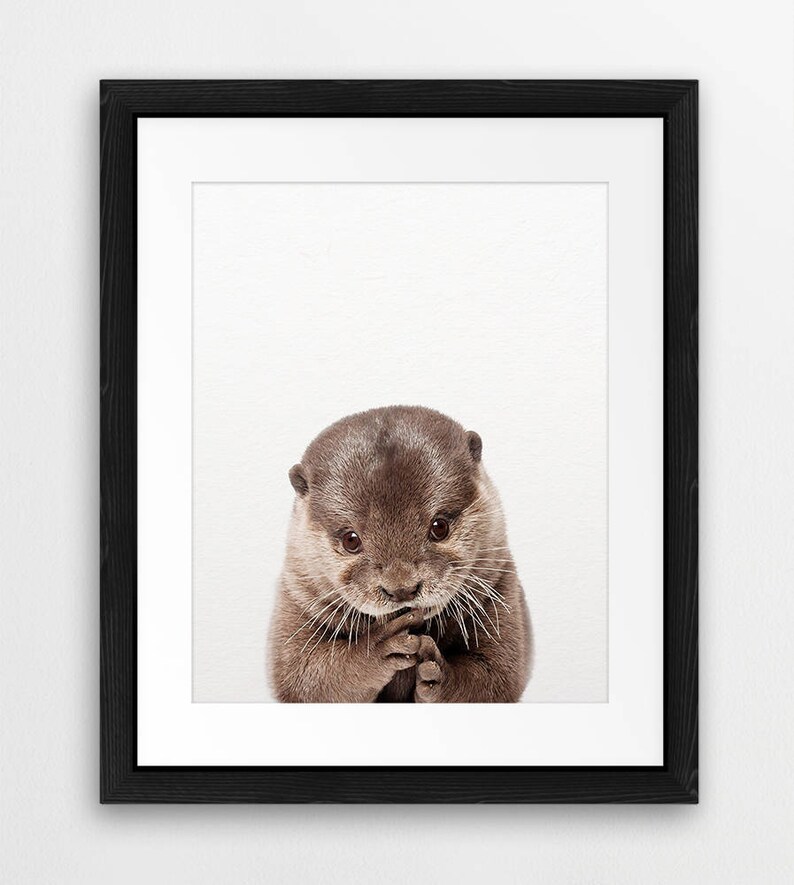 May include: A brown and gray otter with a white background. The otter is looking at the camera with its paws clasped together.
