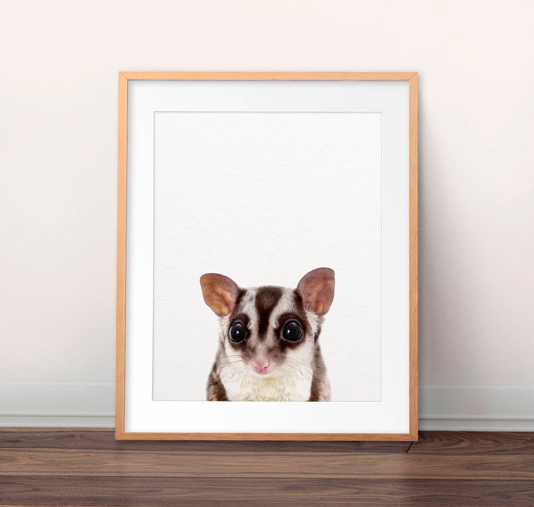 Sugar Glider Print, Cute Baby Animal Prints, Australian Squirrel Print