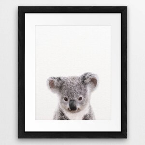 May include: A black framed print of a cute koala bear with gray fur. The koala is looking directly at the camera with its big, black eyes. The background is white.