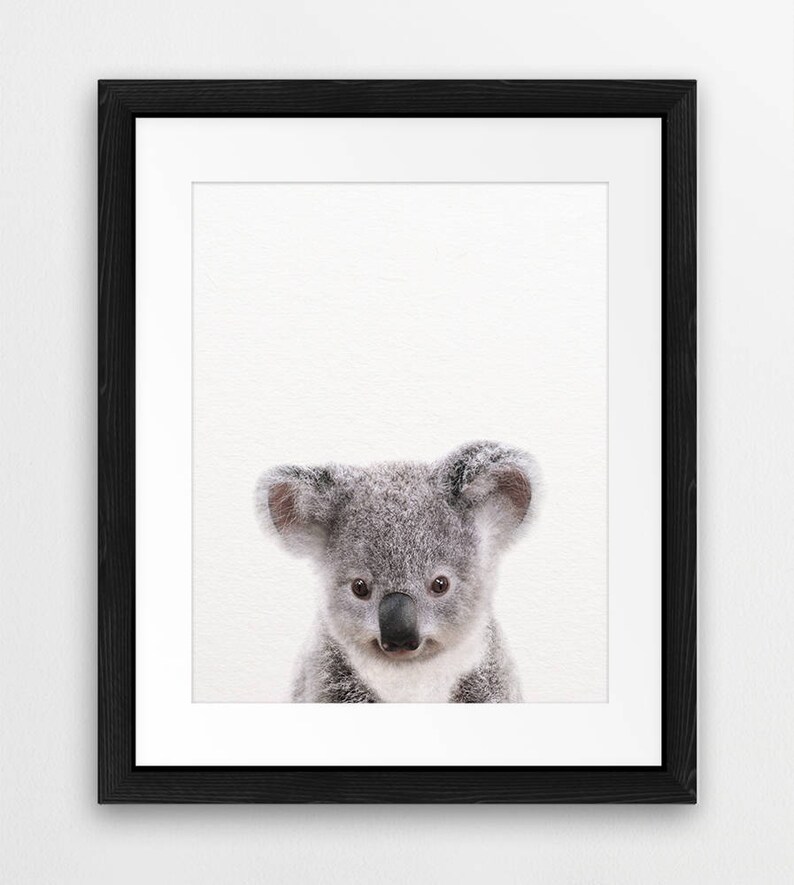 May include: A black framed print of a cute koala bear with gray fur. The koala is looking directly at the camera with its big, black eyes. The background is white.