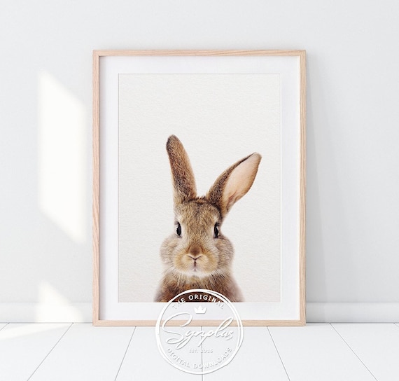 bunny rabbit pictures for nursery