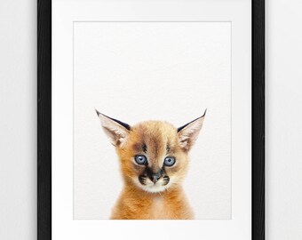 Caracal Print, Baby Caracal Wall Art, Safari African Animals