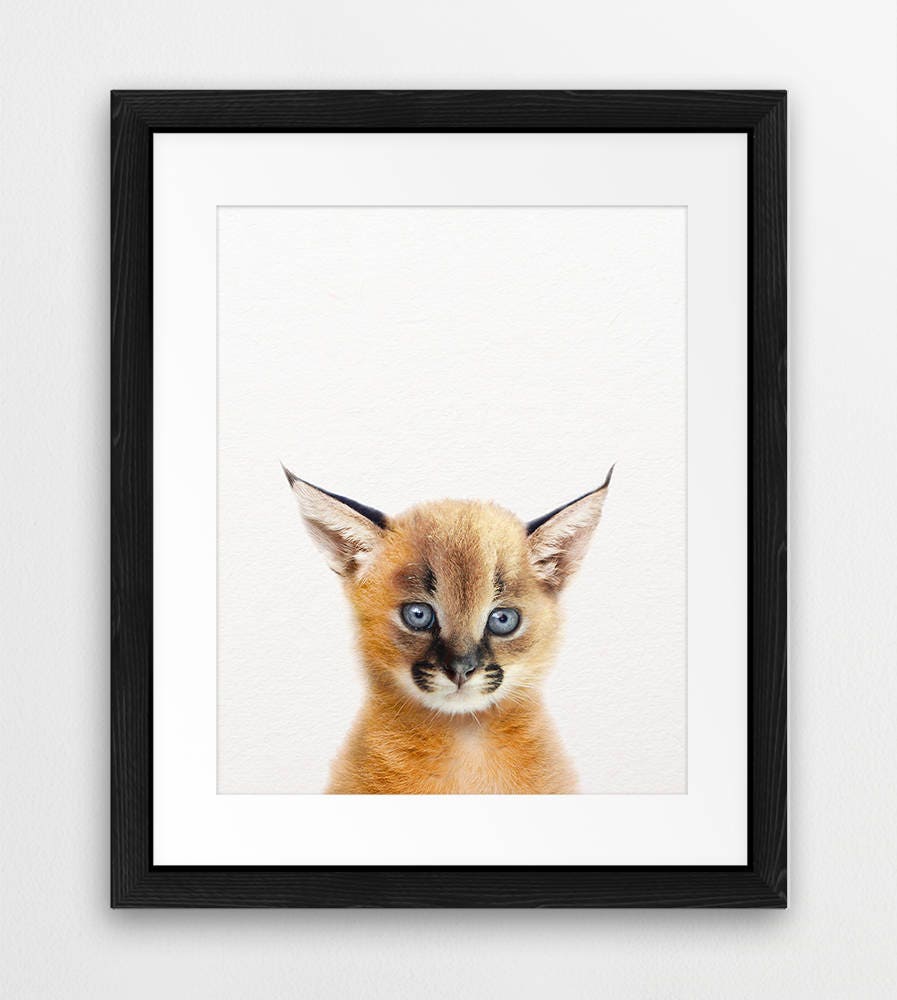 信州まなぶ ポスター Caracal Artwork Caracal Print, Baby Caracal Wall Art, Safari African Animals