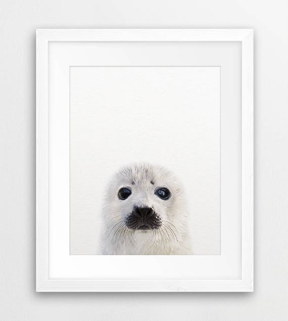 Baby Seal Print Baby Seal Photo Greenland Animal Cute Baby - Etsy Finland Baby Seal Print Baby Seal Photo Greenland Animal Cute Baby - Etsy Finland