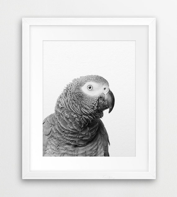 modern gift- wall art GLOSSY AFRICAN grey parrot bird art 4x6 GLOSSY