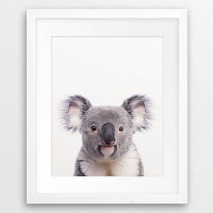 May include: A close-up portrait of a koala bear with gray fur and a white chest. The koala is looking directly at the camera with a curious expression.