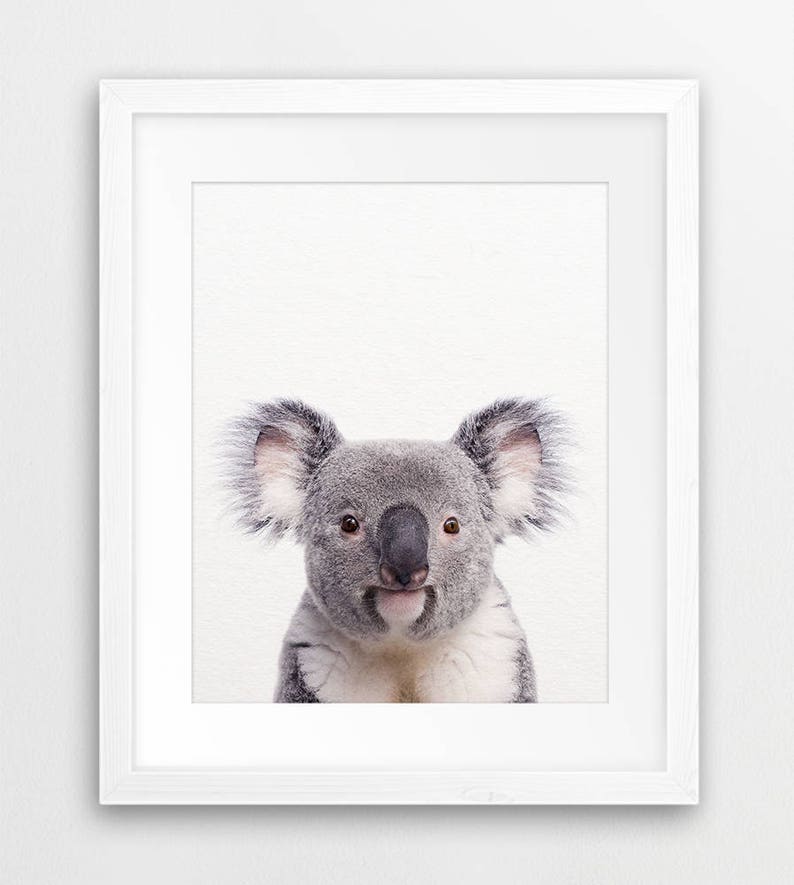 May include: A close-up portrait of a koala bear with gray fur and a white chest. The koala is looking directly at the camera with a curious expression.
