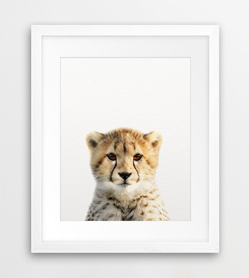 Cheetah Print Nursery Wall Art Cheetah Cub Photo Safari Etsy