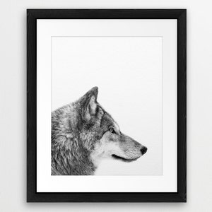 May include: A black and white photograph of a wolf's head and neck, looking to the right, against a white background.