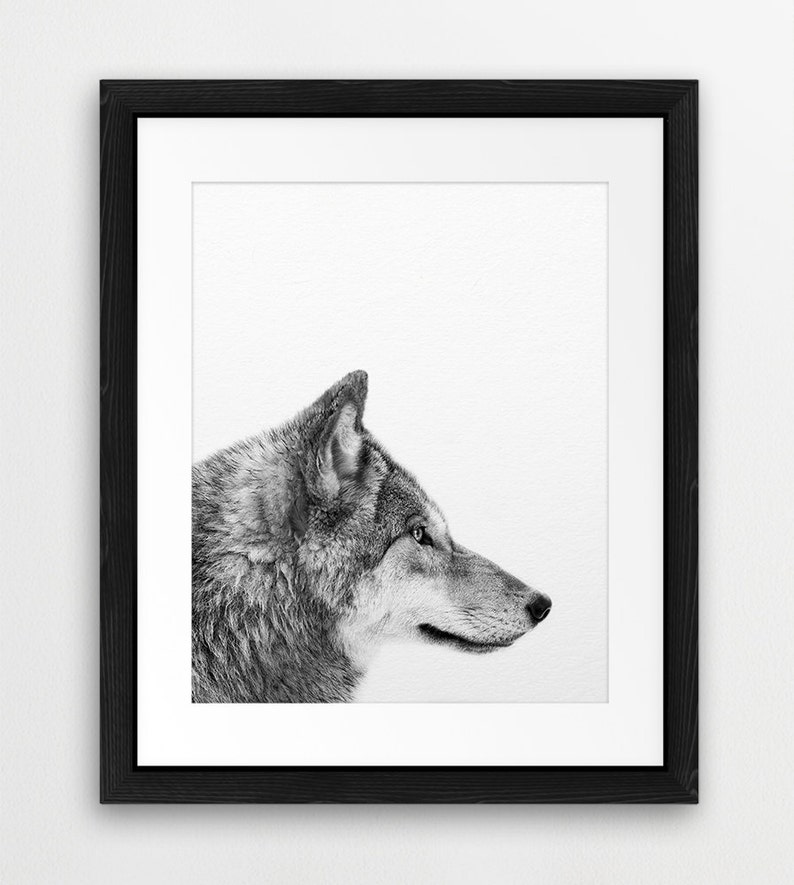 May include: A black and white photograph of a wolf's head and neck, looking to the right, against a white background.