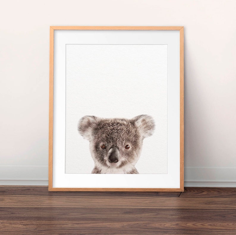 May include: A close-up portrait of a koala bear with a white background. The koala has a soft, gray fur and large, black eyes.