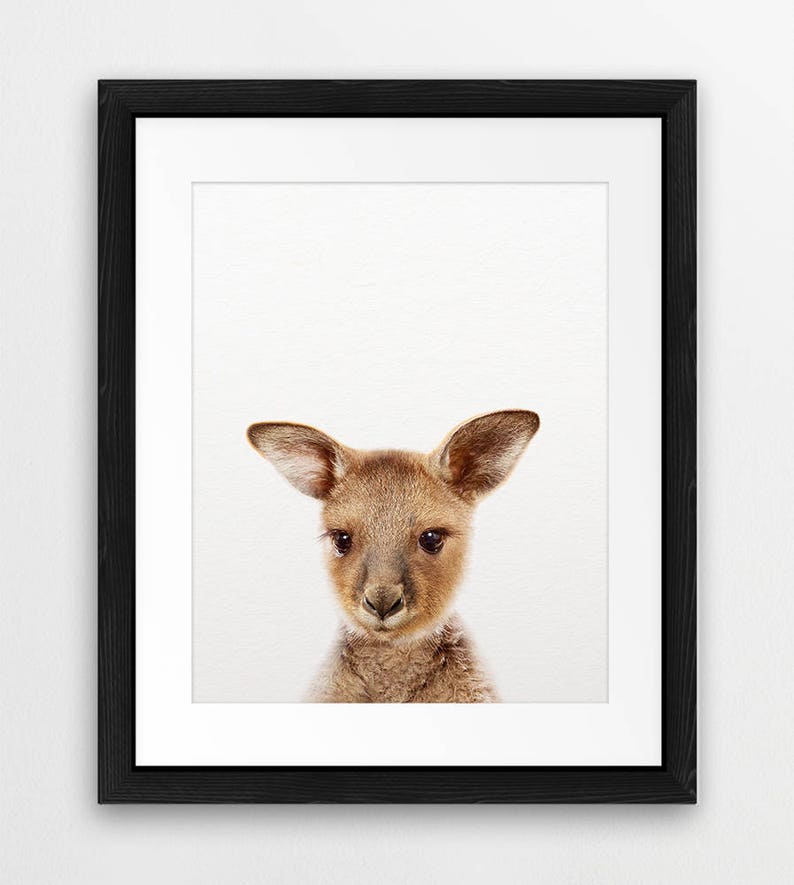 Puede incluir: Un retrato de cerca de un canguro joven con pelaje marr&oacute;n y grandes ojos oscuros. El canguro mira directamente a la c&aacute;mara con una expresi&oacute;n curiosa.