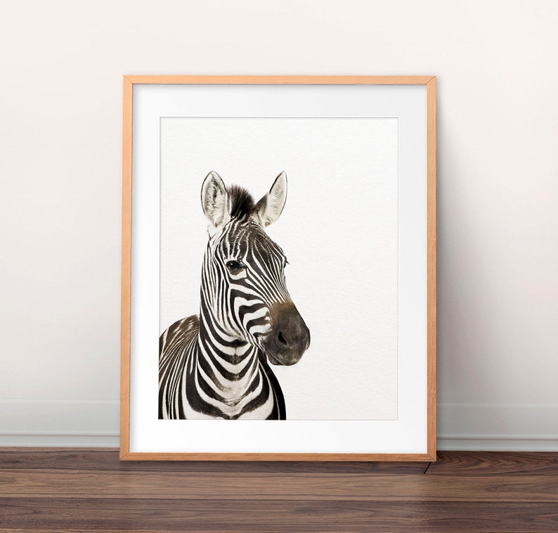 Zebra Print, Zebra Photo, Safari Animal Prints, Nursery Wall Art, African Animals, Modern Wall Art, Safari Nursery Decor, Kids Printable Art image 1