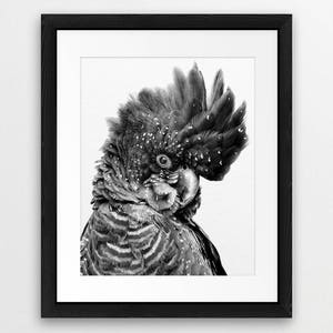 May include: Black and white photograph of a black cockatoo with a white crest. The bird is looking to the side and has a speckled appearance.