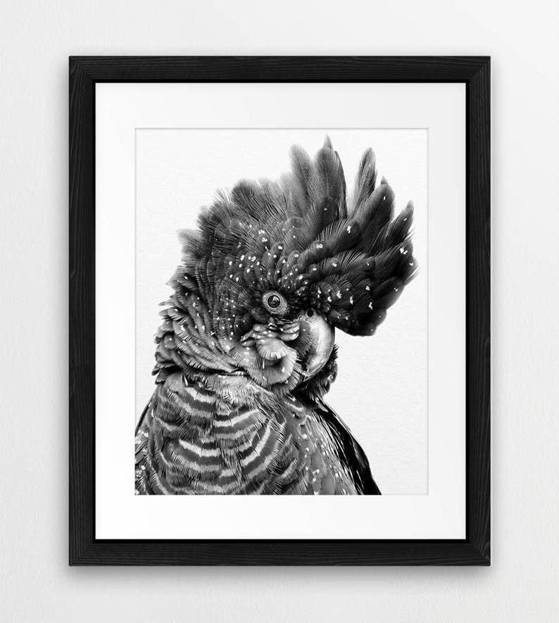 May include: Black and white photograph of a black cockatoo with a white crest. The bird is looking to the side and has a speckled appearance.