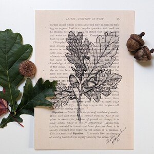 Feuilles de chêne et glands en botanique pour débutants