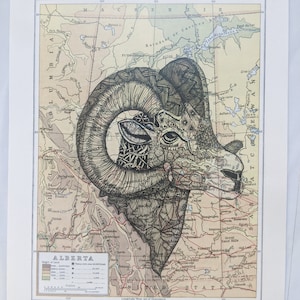 Großes gehörntes Schaf auf Alberta Karte,