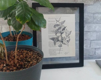 Coffee plant illustration, TS Eliot, Coffee Art