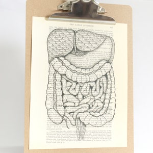 Anatomy Colon Print, Go with your “Guts”, I hate your “guts” Anatomy Art, Medicine, Body, grey’s anatomy, book page, book art, medical art