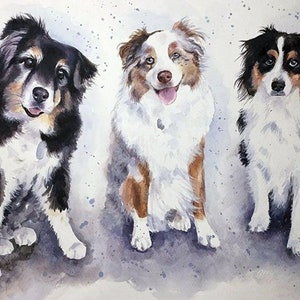 May include: Three Australian Shepherd dogs sitting in a row. The dog on the left is black and white, the middle dog is brown, white, and black, and the dog on the right is black, white, and brown. The dogs are all looking at the camera.