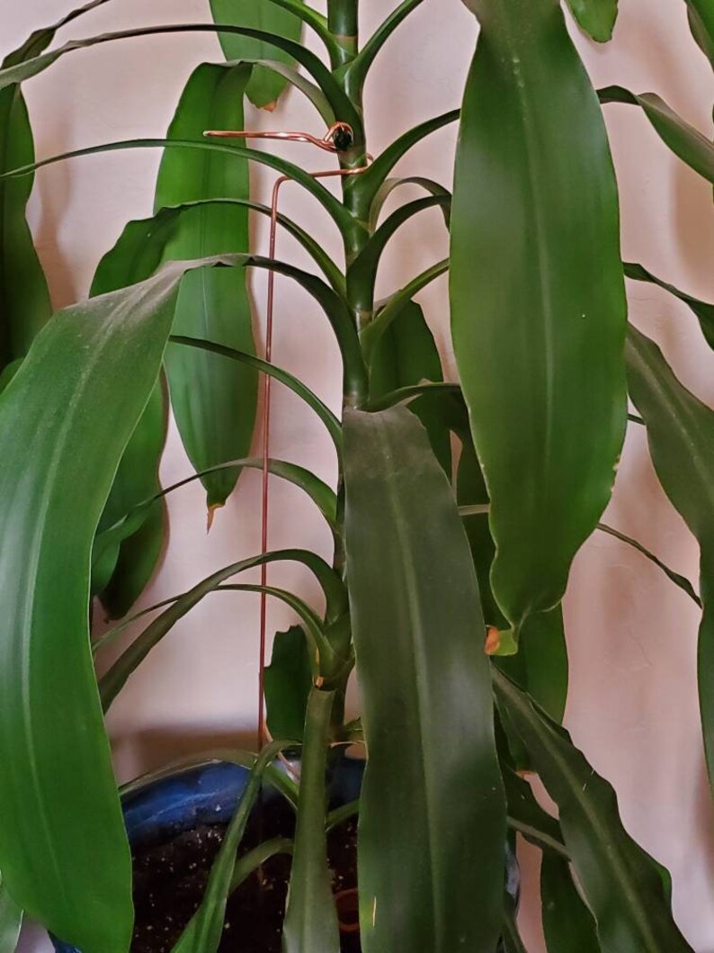 Tall Plant Stakes Copper Wire Stake for Plants Sturdy