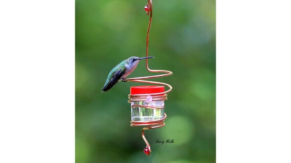 Bee Proof Wasp Proof Drip Less Bird Feeder Hummingbird Etsy