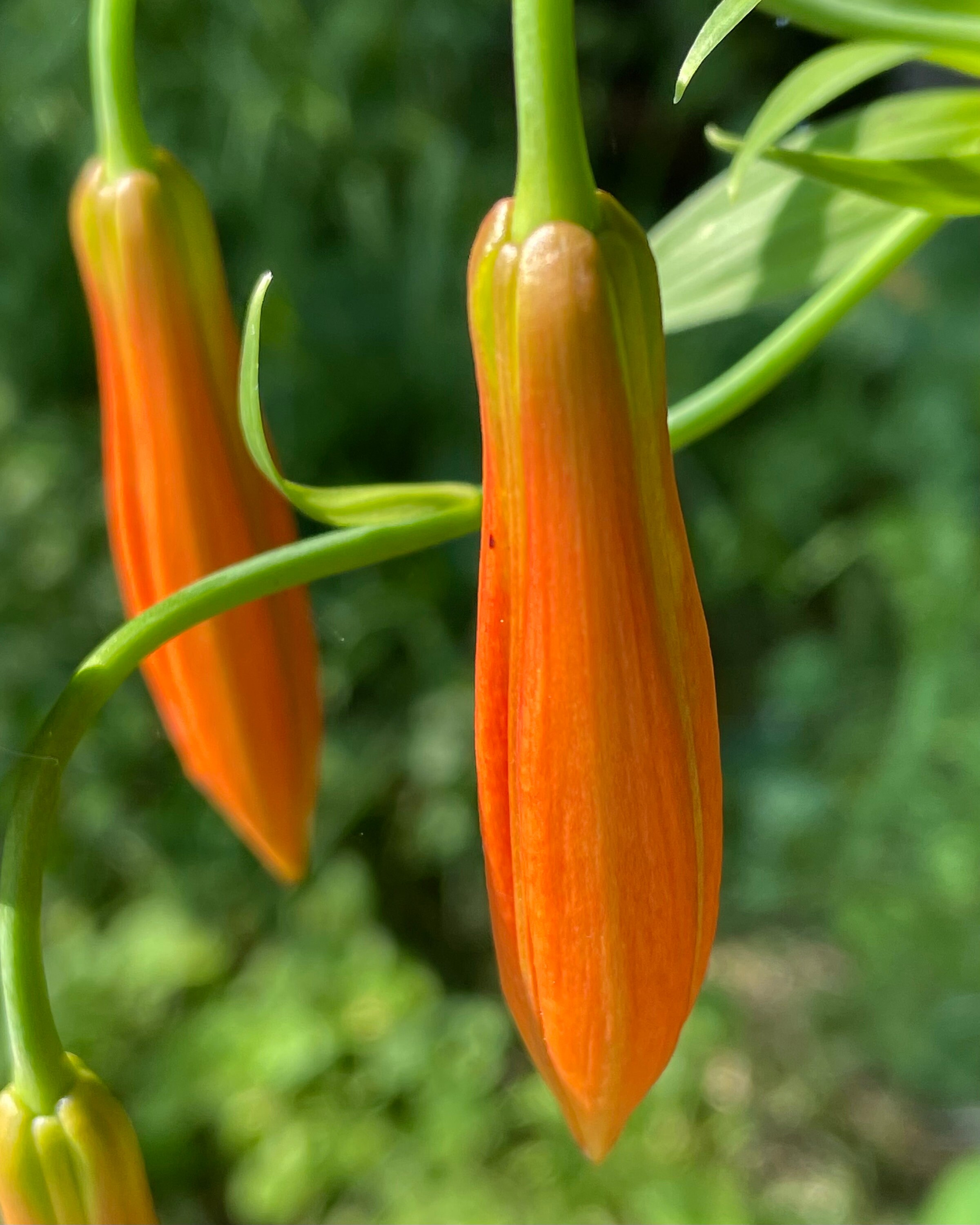 What Is Eating My Lily Buds